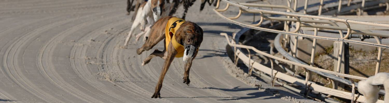 Greyhound Racing Promotions at Daytona Beach Racing & Card Club